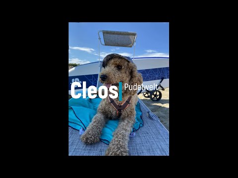Erfahrungen mit unserem Pudel Cleo