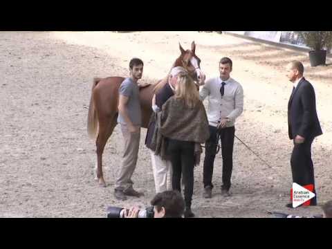 3rd PLACE-N.58 TCHAATA INIZIATO - DEAUVILLE 2015 - Yearling Colts Championship (Class 20)