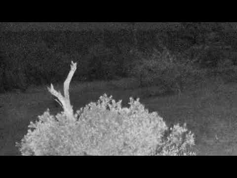 Djuma: Lone Hyena gets quick drink - 03:18 - 07/30/18
