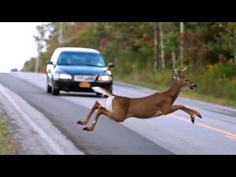 download lagu mp3 mp4 Animals Getting Hit By Cars Compilation, download lagu Animals Getting Hit By Cars Compilation gratis, unduh video klip Animals Getting Hit By Cars Compilation