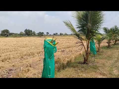  Agricultural Land 2 Acre for Sale in Papanasam, Thanjavur