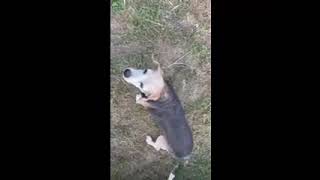Video preview image #1 Beagle Puppy For Sale in Dunnellon, FL, USA