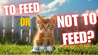 STOP Feeding Feral Cats The Truth You NEED to Know!