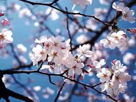 Shintaro... Sakura, Fujiyama, Tokyo, Sayonara feat Ria Resty Fauzy