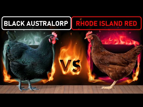 , title : 'Black Australorp vs Rhode Island Red | Two Best Dual-Purpose Chicken Breeds for Free Range Farming'