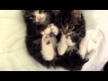Cute Tabby Kitten S SMALL KITTENS
