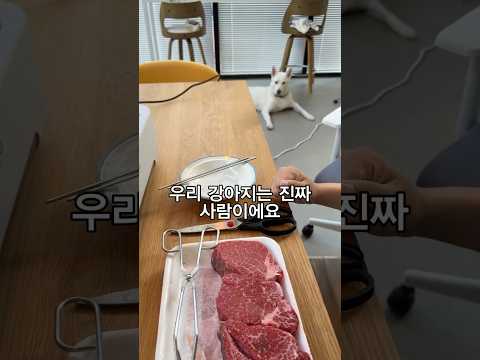 우리 강아지가 진짜 사람이라는 증거ㅣ진돗개