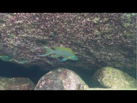 Neolamprologus pulcher a Kantalamba