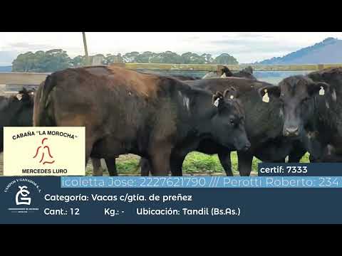 Lote VC MAS - BASE -PC -CGP