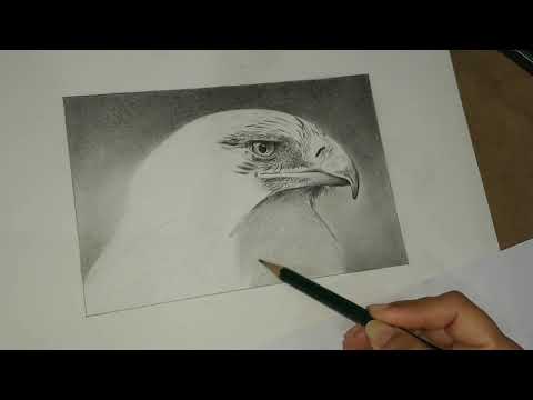 Águia imperial ibérica 2m