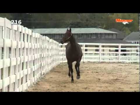 Bodacious Hanover  Hip # 216