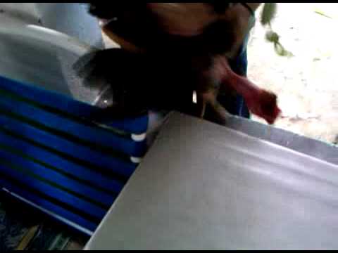 El Vacano No relaja a naa Y no le teme a nada..