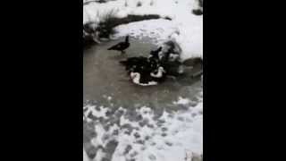 preview picture of video 'Muscovy ducks  bathing in Ice'