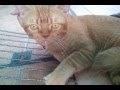 Ginger Tabby Looks Like A Bat