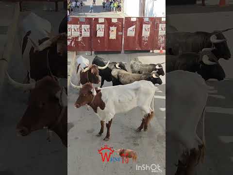 Bulls exit the Borox festival #bulls #wenc75 #bull