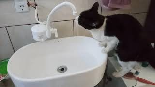 GATO FRAJOLA E SUAS FRAJOLICES