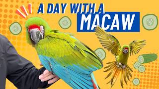 A Typical Day with Cucumber the Great Green Macaw