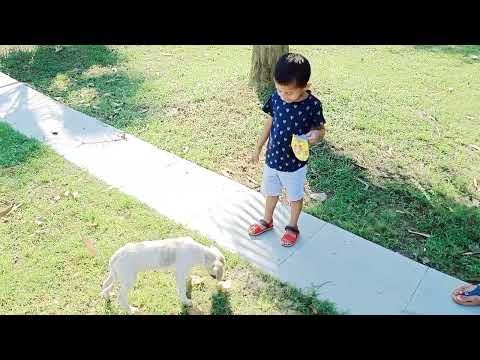 Little brother Satvik in the park | Feeding Street Dogs #chips #trending #feeding