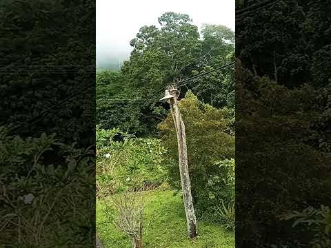 Lo bonito de Falcón