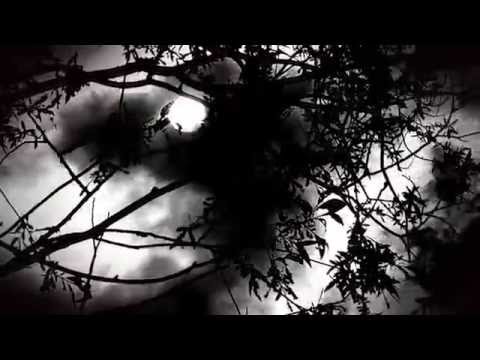 Karpfenangeln 158  Videotagebuch MLotz - Unwetter spezial