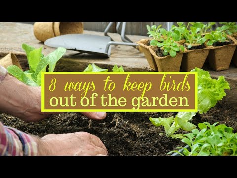 YouTube video about: How to keep birds out of plants?