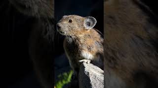 Incredible sounds of field mice #shorts #mousesound
