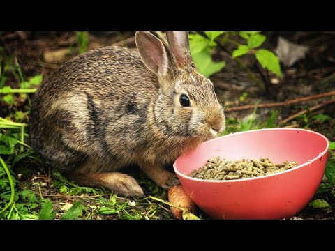 YouTube video about: Can goats eat rabbit pellets?