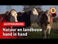 Eerste Brabantse boeren gaan natuurinclusief boeren | Omroep Brabant