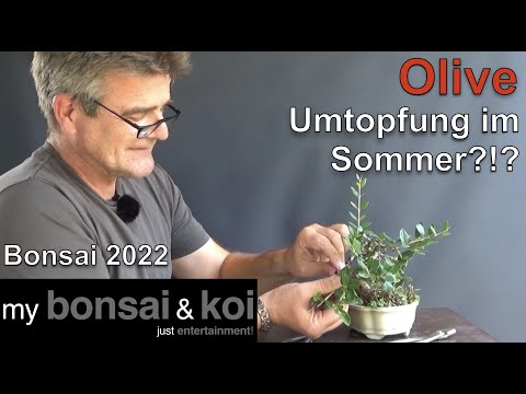 Bonsai 2022-45 - Olive - Olea - Umtopfung mitten im Sommer + Schweiz-Ausflug