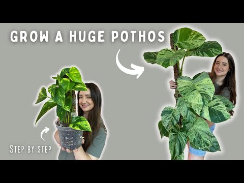 Sharing all my Secrets! Golden Pothos Moss Pole Tutorial Start to Finish!