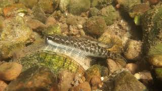 Wavyrayed Lampmussel