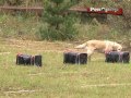 Под Самарой проходят всероссийские соревнования кинологов