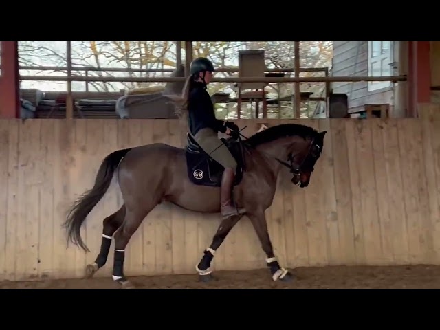 Top qualit&eacute; hongre Hanovrien de 5 ans