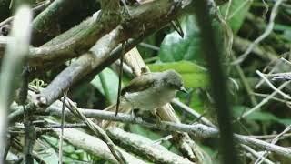 Download lagu merbah kacamata, merbah yang wajib kicau mania punya, bersuara merdu mp3