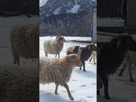 , title : 'Russian sheep's #viralvideo #natural #russia #ukraine #amarican'