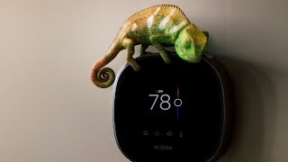 Conserve & Save with Cam the chameleon