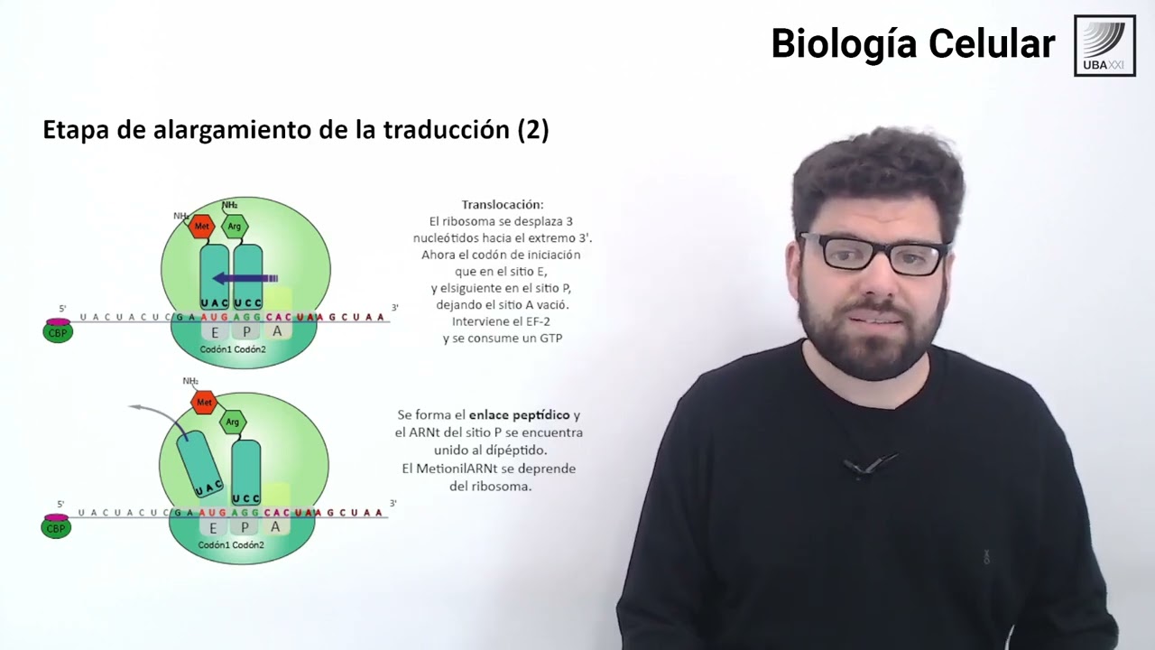 62. Biología Celular. La traducción del ARNm paso a paso