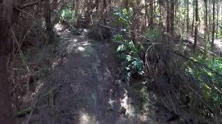 Shoelace Trail, Glenbervie Forest, Northland, NZ