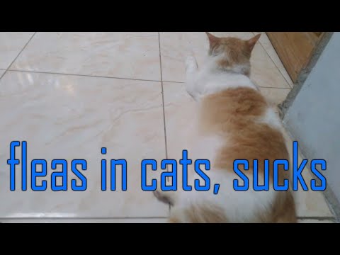 cat house, how to find fleas in cat fur