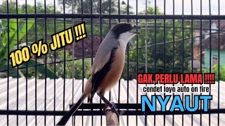 Download lagu burung cendet gacor TOET TOET MEWAH untuk PANCINGAN CENDET AGAR BUNYI bikin BURUNG PENTET GACOR DORR mp3
