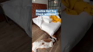 Another Routine Bed Bug Check in a NYC Hotel! #bedbugs #dogswithjobs