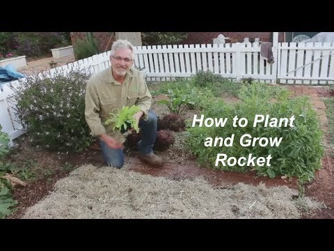 , title : 'How to Plant and Grow Rocket'