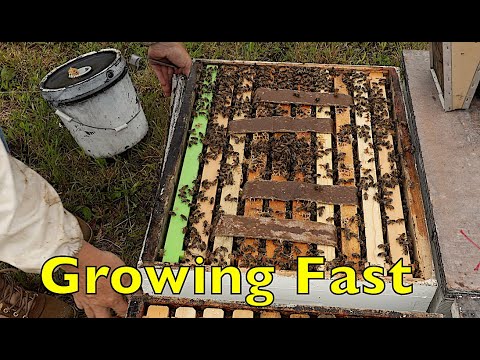 Growing Bees On Feed Update & More