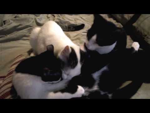 Kittens nursing on each other.