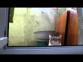 Inception CAT And OMG CAT