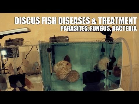 DISCUS FISH DISEASES - PARASITES, FUNGUS, BACTERIA & TREATMENT