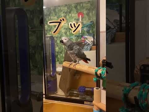 サイ、ヨウム、爬虫類の成功