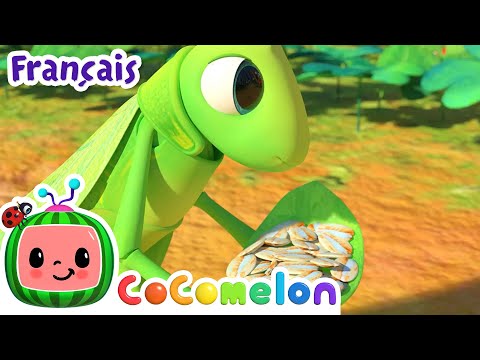 La cigale et la fourmi | CoComelon en Français | Chansons pour bébés