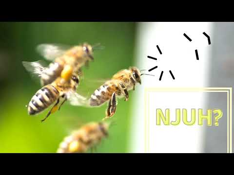 Fantastični život pčela