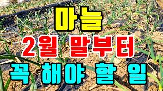 마늘 2월 말에는 꼭 해야할 6가지